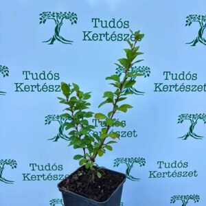Japán Borbolya - Berberis thonb. 'Erecta' "12" 10-15 cm