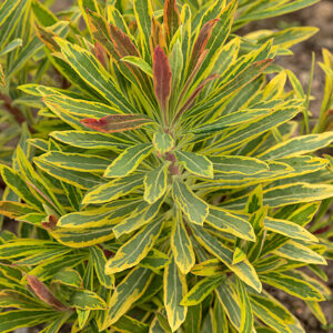 Kutyatej - Euphorbia martinni Ascot Rainbow "12"