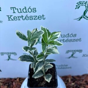Kecskerágó Fehér Zöld-Euonymus japonica Bravo "12"