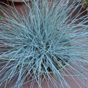 Kék Deres Csenkesz-Festuca glauca "10,5"