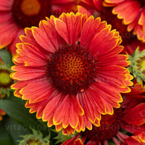Kokárdavirág - Gaillardia Spintop YellowTouch "15"