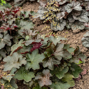Tűzeső - Heuchera americana Palace Purple "15"
