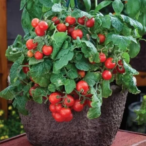 Vilma Balkon Koktél paradicsom palánta