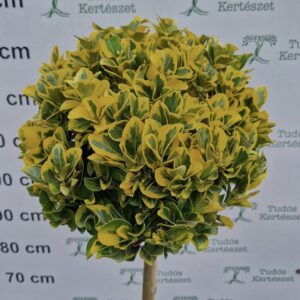 Kecskerágó Sárga-Zöld-Euonymus japonica Auera Törzses "60-80cm"