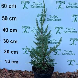 Leylandi Ciprus-Cupressocyparis leylandii "17'
