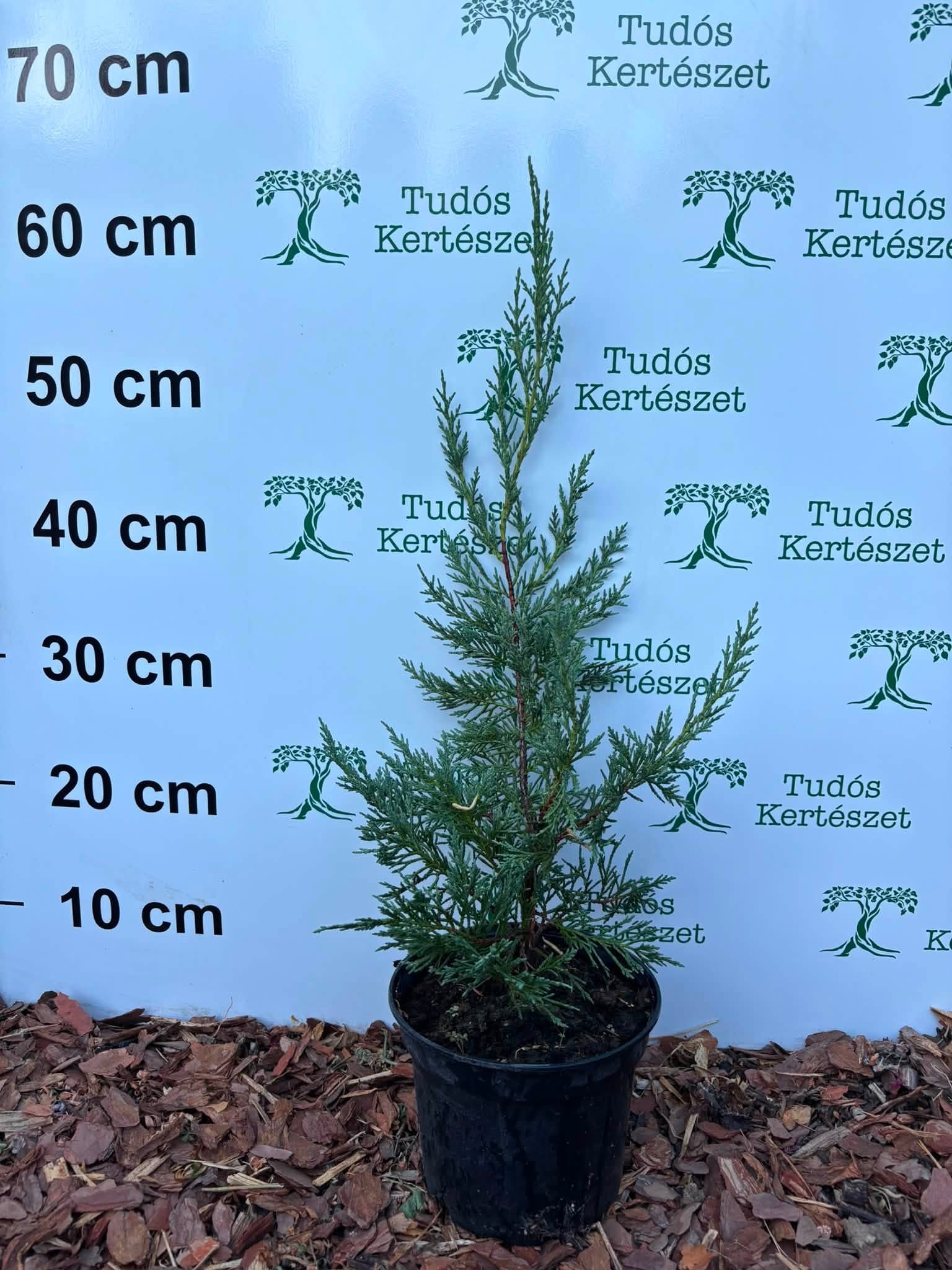 Leylandi Ciprus-Cupressocyparis leylandii "17'
