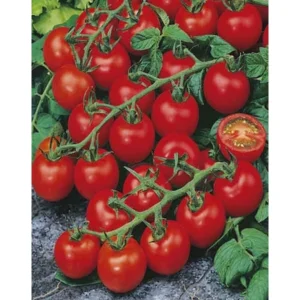 Cherry Red F1-Koktélparadicsom palánta