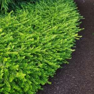 Örökzöld Mirtuszlnc-Lonicera nitida "19"