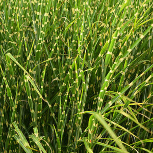 Miscanthus sinensis "Zebra" "15'