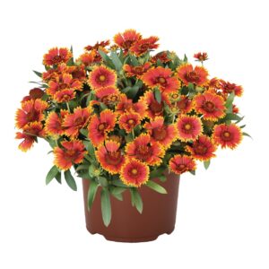 Kokárdavirág - Gaillardia SpinTop Orange Halo "15"