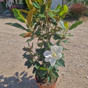 Örökzöld magnolia-Magnolia grandiflora