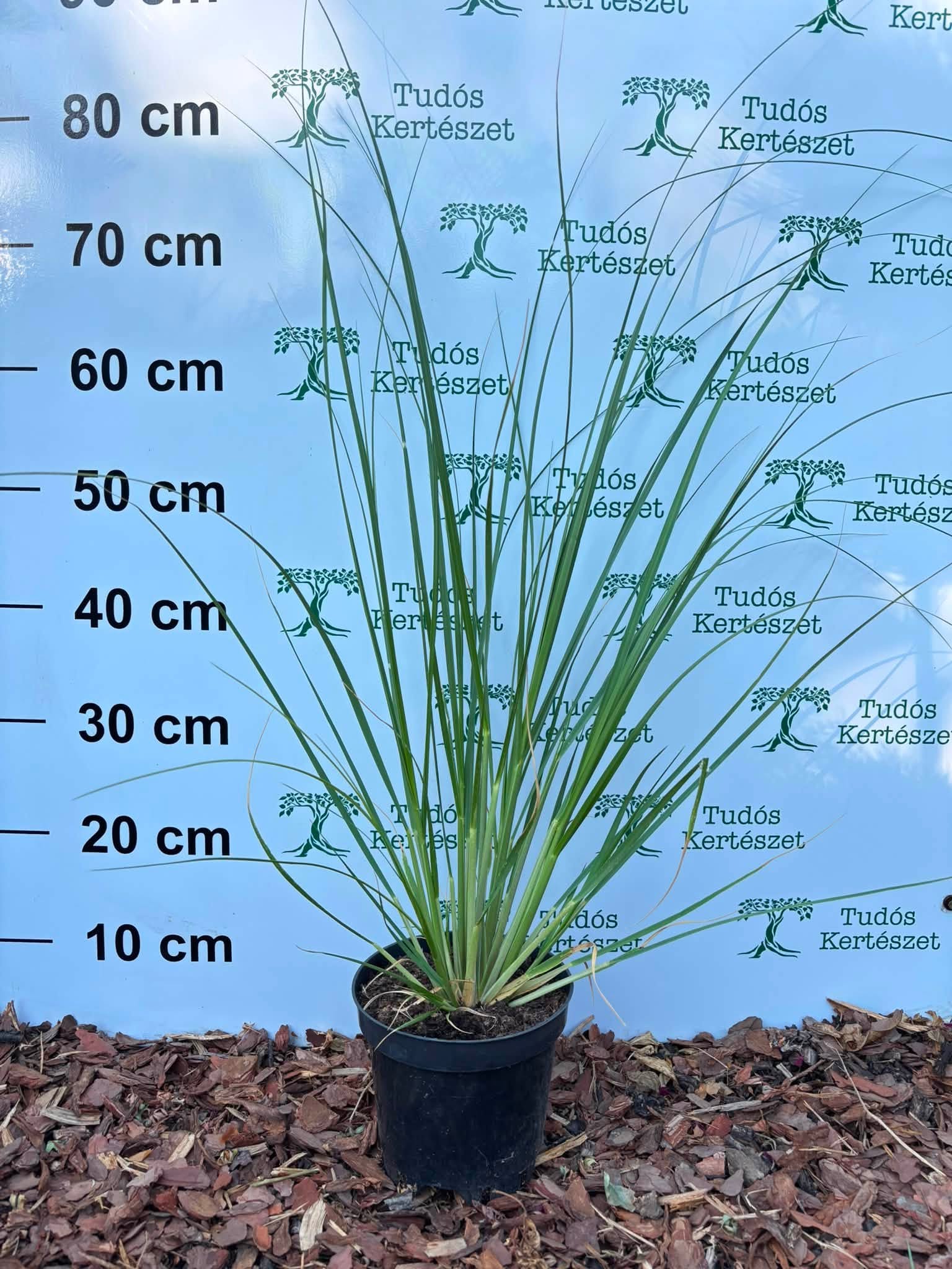 Pampafű-Cortaderia selloana White "17" - Image 2
