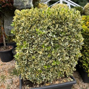 Kecskerágó Fehér Zöld-Euonymus japonica Bravo "Panel"