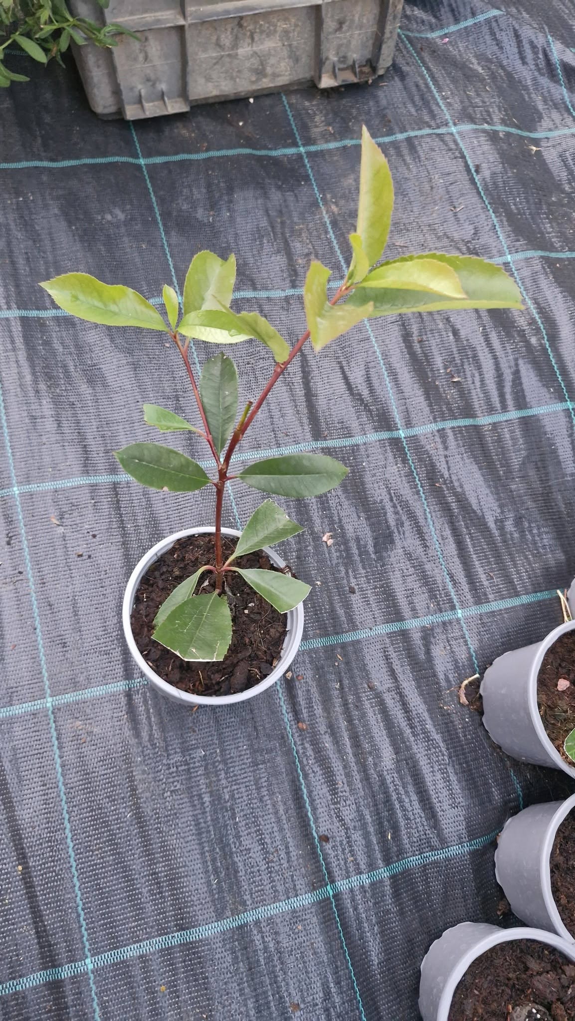 Koralberkenye-Photinia fraseri 'Red Robin' "10,5" - Image 2