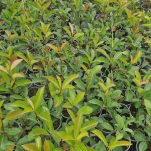 Koralberkenye-Photinia fraseri 'Red Robin' "10,5"