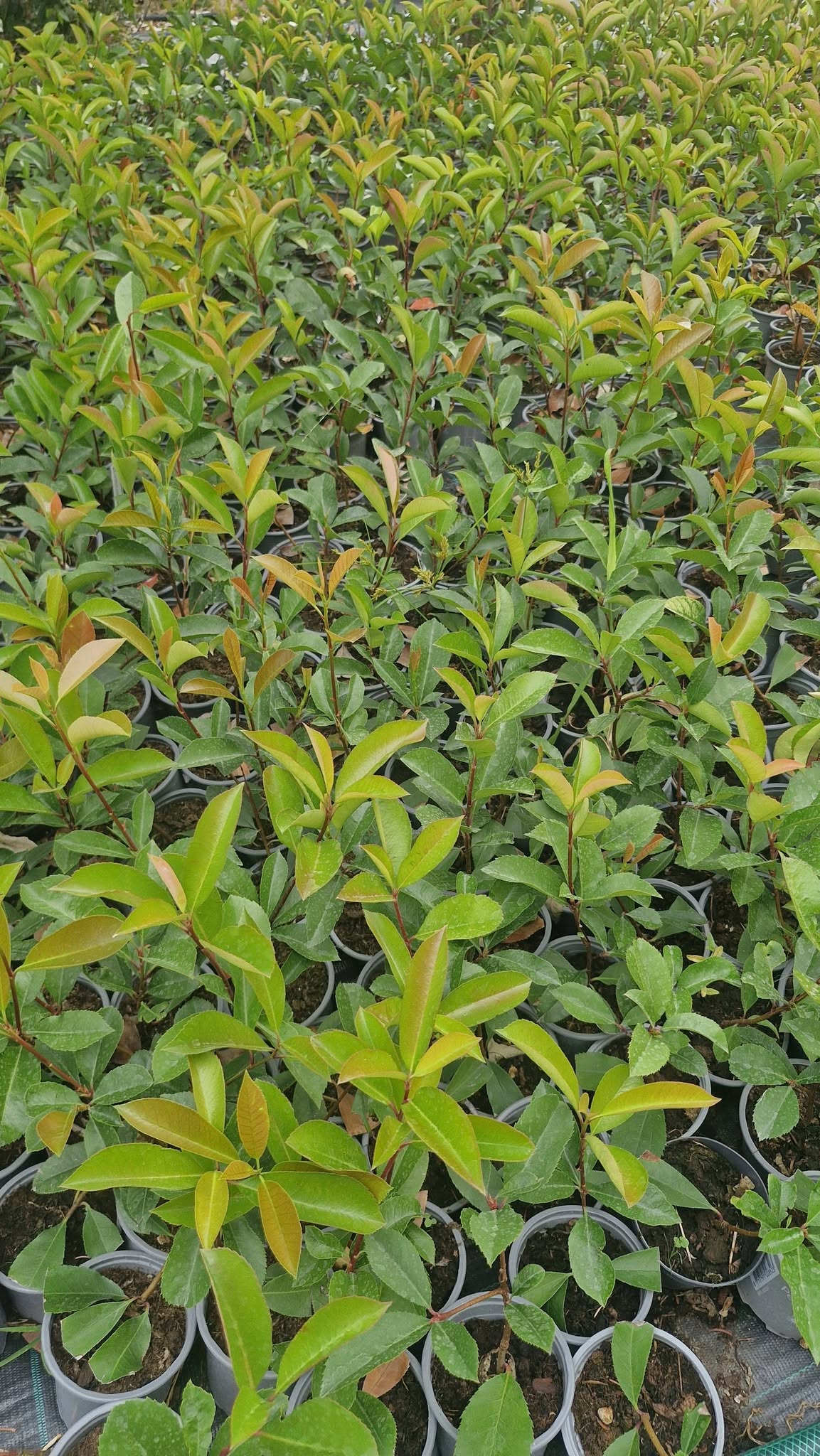 Koralberkenye-Photinia fraseri 'Red Robin' "10,5"