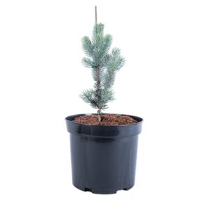 Ezüst fenyő konténeres csemete-Picea pungens 'Kaibab' "15"