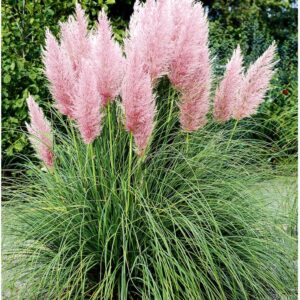 Pampafű-Cortaderia selloana Rose "17"