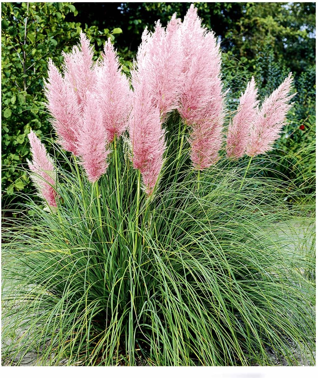Pampafű-Cortaderia selloana Rose "17"