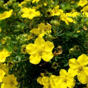 Cserjés Pimpó Sárga - Potentilla fruticosa ‘Goldstar’ "15" 25-40 cm