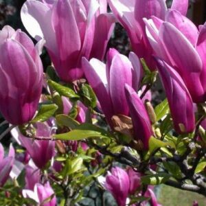 Liliomfa - Magnolia 'Susan' 100-120 cm