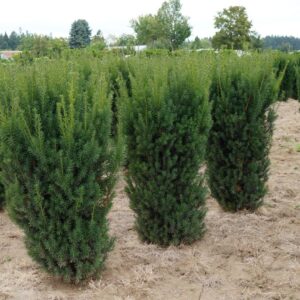 Tiszafa Oszlopos - Taxus media "21" 50-60 cm