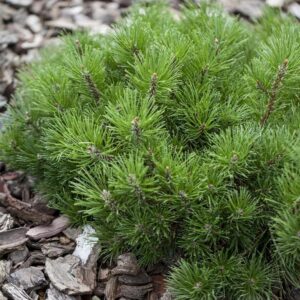 Törpefenyő - Pinus Mugo "17" 20-40 cm