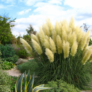 Pampafű-Cortaderia selloana White "12"