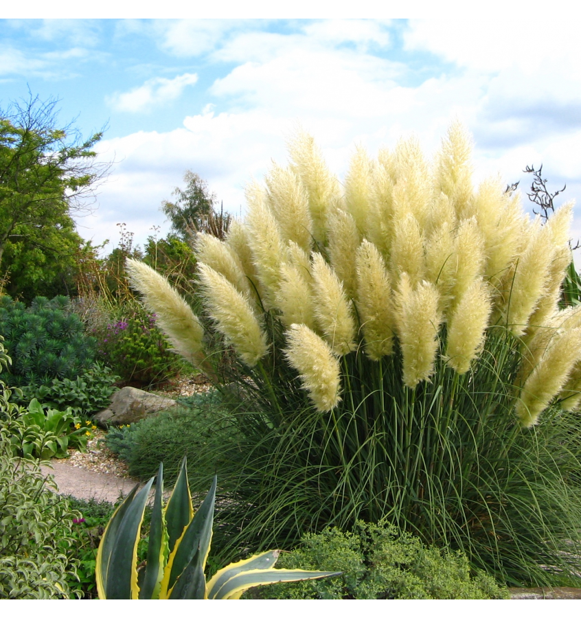 Pampafű-Cortaderia selloana White "12"
