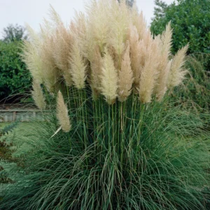 Pampafű-Cortaderia selloana White "17"