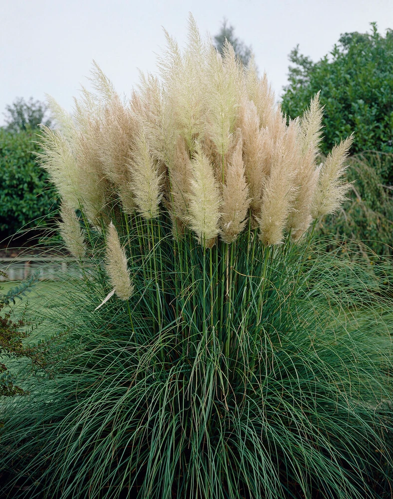 Pampafű-Cortaderia selloana White "17"