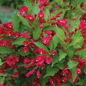 Rózsalonc Zöld Lombú - Weigela 'Red Prince' "17" 50-60 cm