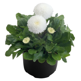 Százszorszép - Bellis Tasso White "12"