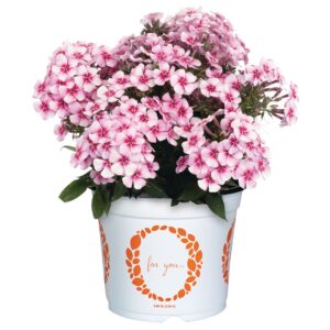 Bugás Lángvirág Rózsaszín - Phlox paniculata Early Pink Pinwhell "15"