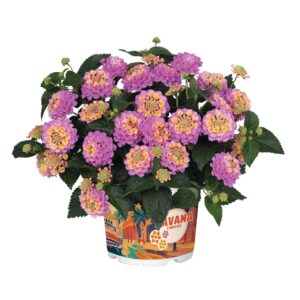 Sétányrózsa Rózsaszín - Lantana Havana Rose "12"