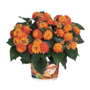 Sétányrózsa Narancssárga - Lantana Havana Hot Orange "12"