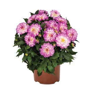 Dália - Dahlia Novation Pink Bicolor "12"