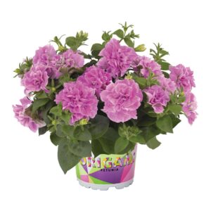 Petunia Origami Pink  "12"