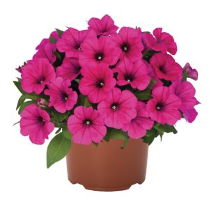 Petunia Potunia Neon "12"