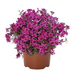 Terülő Árlivelű Lángvirág - Phlox subulata Spring Scarlet "12"