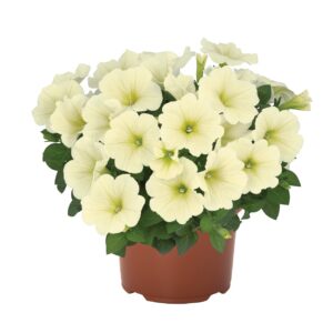 Petunia Sweetunia Popcorn "12"