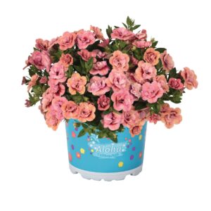 Kisvirágú Petúnia - Calibr. Aloha Double Apricot "12"