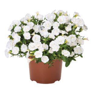 Kisvirágú Petúnia - Calibr. Aloha Double White "12"