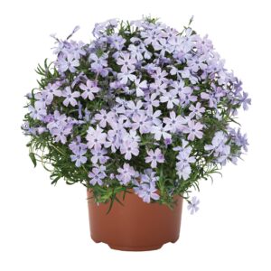 Terülő Árlivelű Lángvirág - Phlox subulata Spring Blue "12"