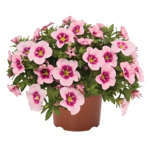 Kisvirágú Petúnia - Calibr. Bloomtastic RoseQuartz "12"