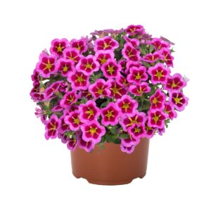 Kisvirágú Petúnia - Calibr. Tik Tok Rose "12"