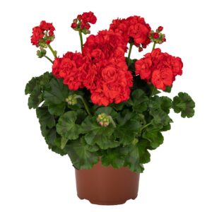 Álló Muskátli Piros - Pel.z. S.Id. Rosalinda Red "12"