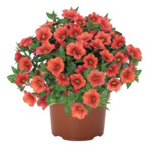 Kisvirágú Petúnia - Calibr. Aloha Kona Orange "12"