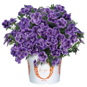 Kisvirágú Petúnia - Calibr. Aloha Double Sky Blue "12"