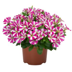 Petunia Sweetunia H.Pink Touch "12"
